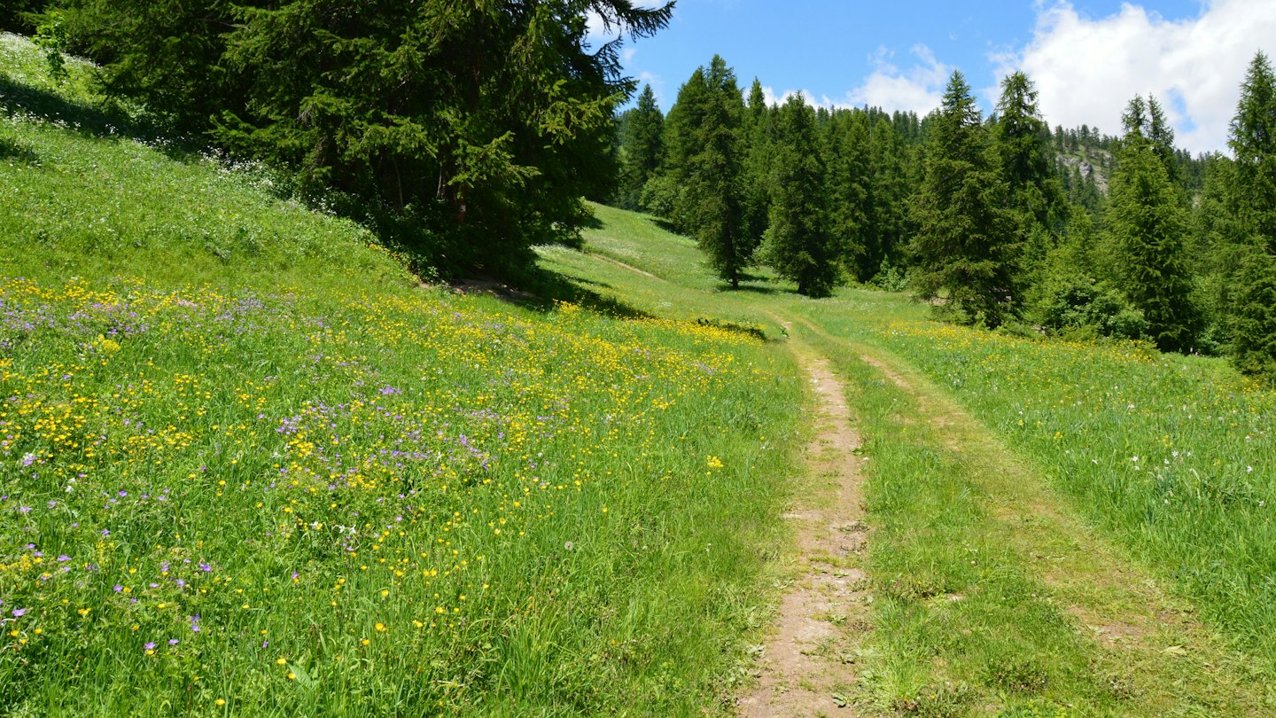 Poľná cesta vedie cez lúku plnú kvetov k stromom.